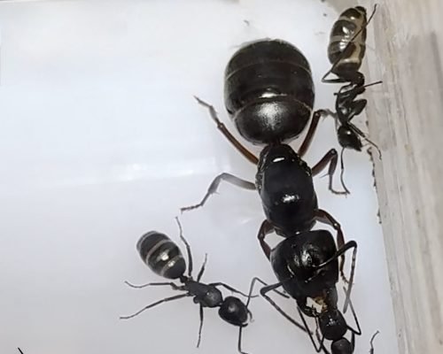 Camponotus modoc (colony) - Image 5