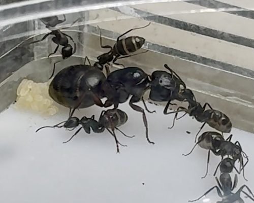 Camponotus modoc (colony)