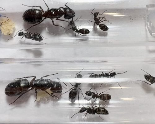 Camponotus modoc (colony) - Image 2