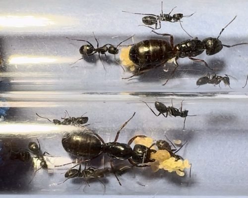 Camponotus modoc (colony) - Image 4