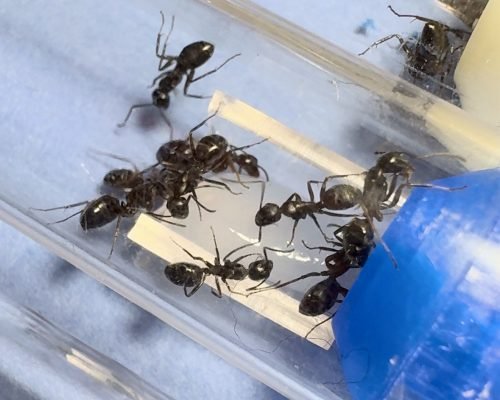 Camponotus modoc (colony) - Image 3