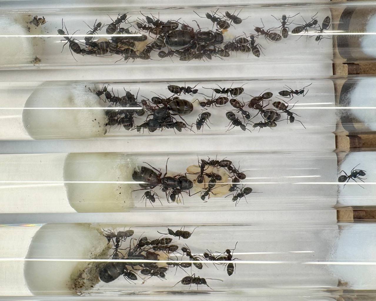 Camponotus modoc (1 queen, 15-20 workers, brood) - Image 3