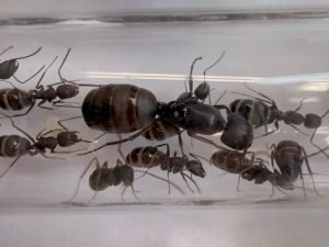 Camponotus modoc (1 queen, 15-20 workers, brood)