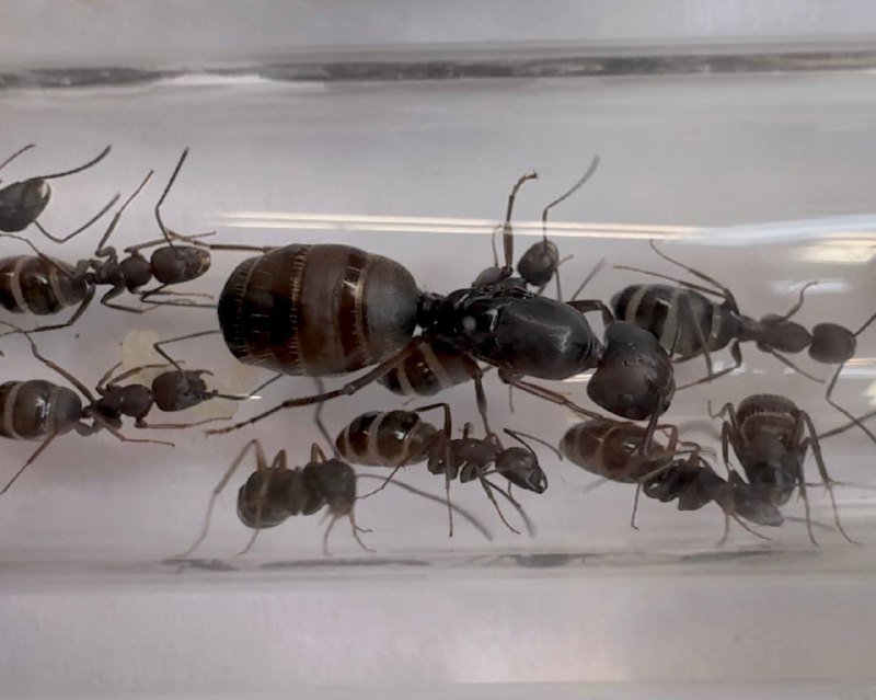 Camponotus modoc (1 queen, 15-20 workers, brood)