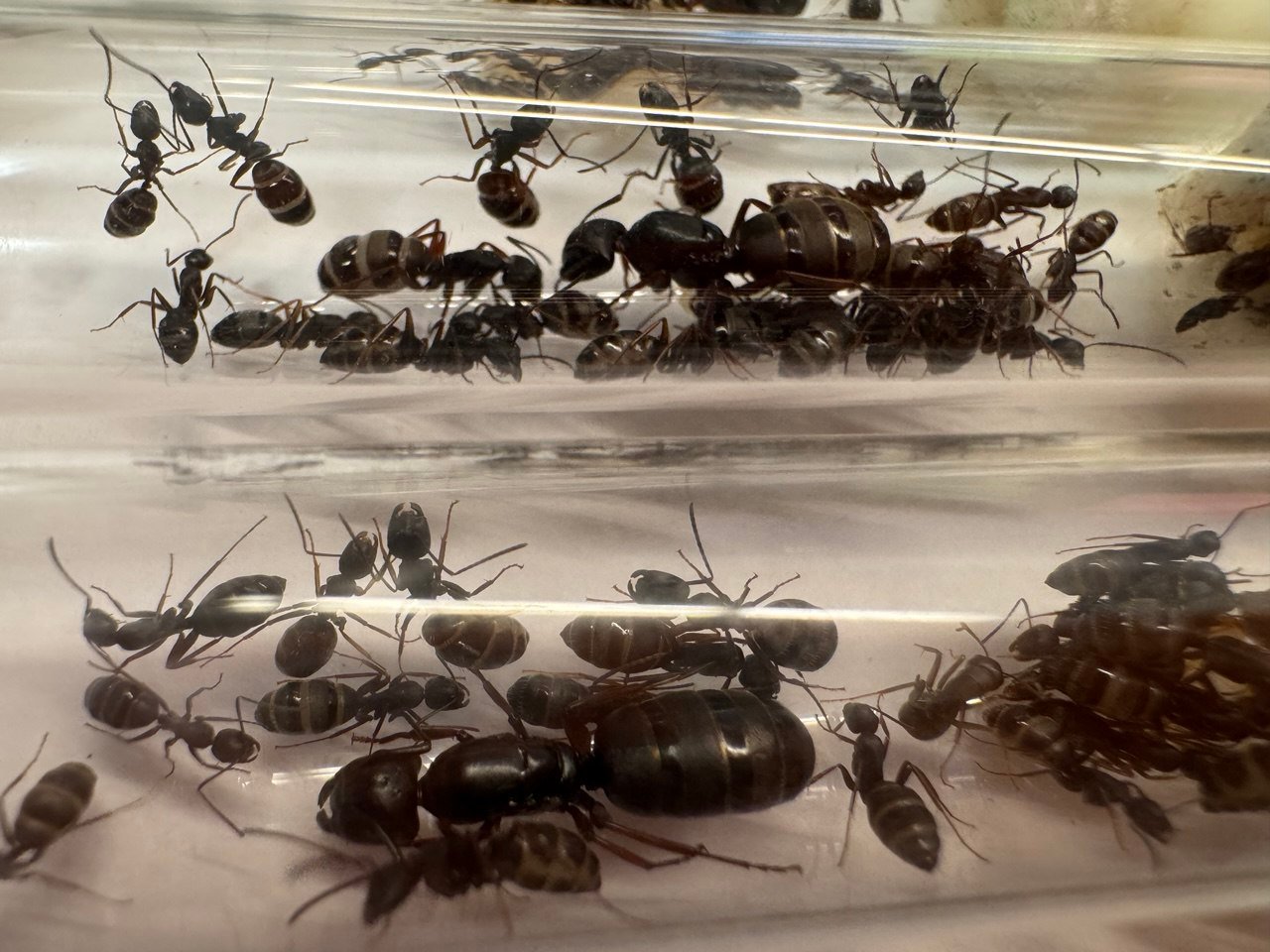 Camponotus modoc (1 queen, 15-20 workers, brood) - Image 2