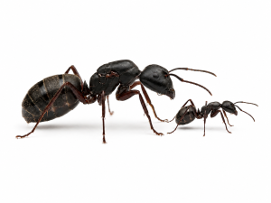 Camponotus modoc (queen, 0-5 workers, eggs)