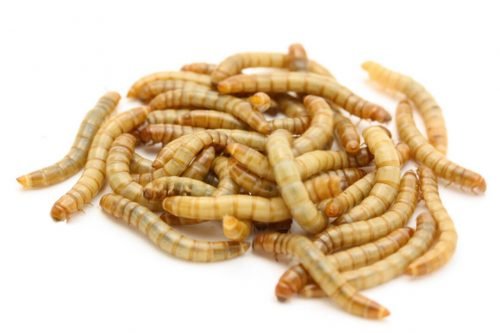 Mealworm larvaes (100 gr)