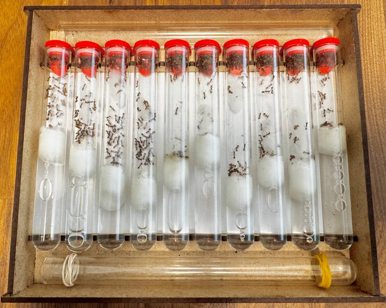 Myrmica rubra (1 queen, 20+ workers, brood) - Image 2