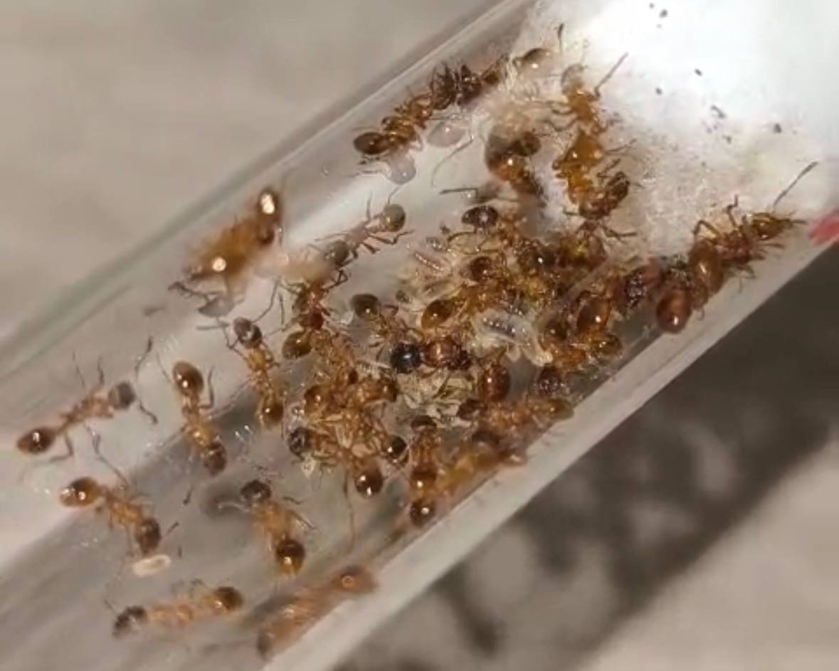 Myrmica rubra (1 queen, 20+ workers, brood) - Image 3