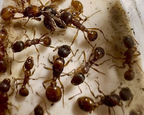 Myrmica rubra (colony)