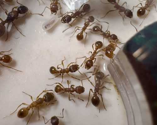 Myrmica rubra (colony) - Image 4