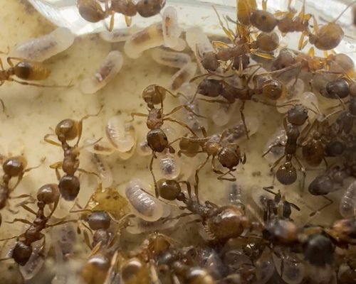 Myrmica rubra (colony) - Image 3