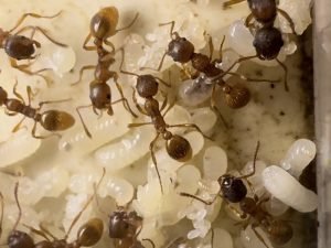 Myrmica rubra (5 queens, brood) + Heat pack or/and Foam box shipping (6$)