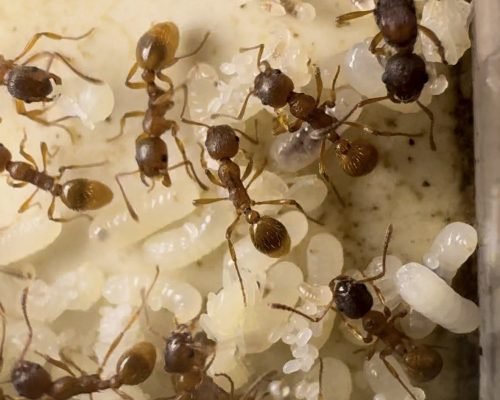 Myrmica rubra (colony) - Image 2