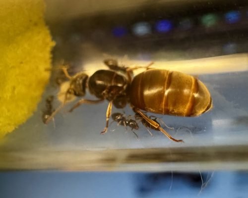 Lasius Neoniger (colony)