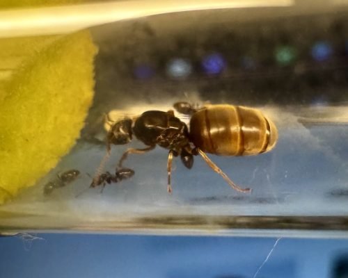 Lasius Neoniger (colony) - Image 3