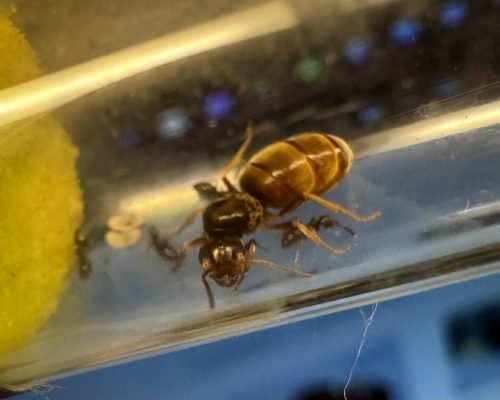 Lasius Neoniger (colony) - Image 2