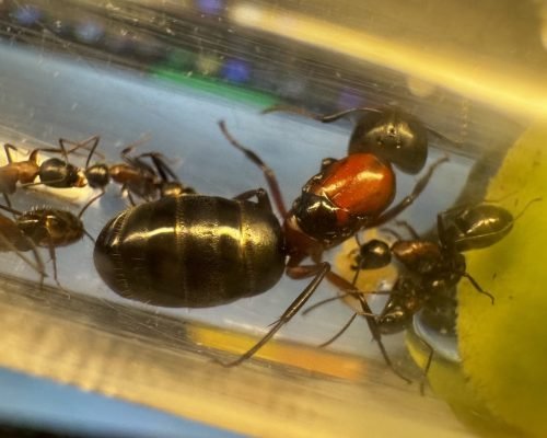 Camponotus novaeboracensis (1 queen, brood)