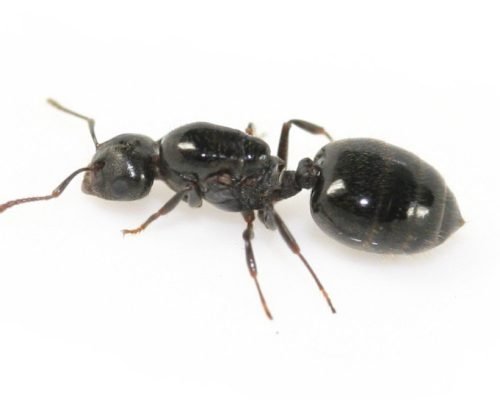 Crematogaster cerasi