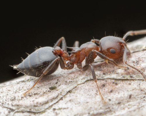 Crematogaster cerasi - Image 4