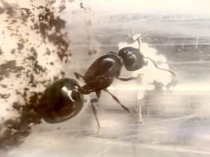 Crematogaster cerasi (1 queen, brood)