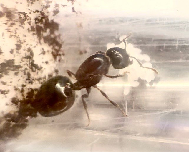 Crematogaster cerasi (1 queen, brood)