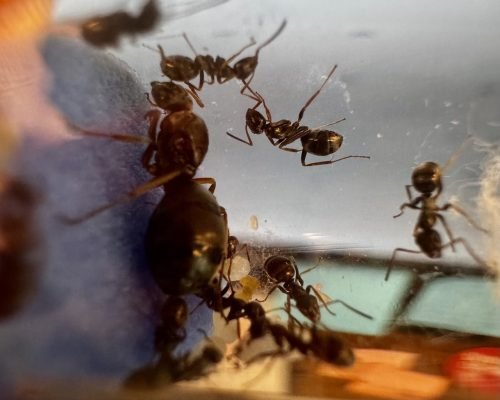 Formica subsericea (1 queen, 1-4 workers, brood)