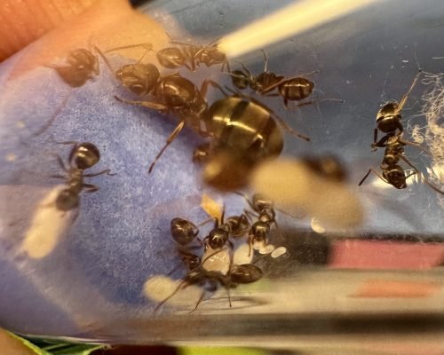 Formica subsericea (1 queen, 1-4 workers, brood) - Image 2