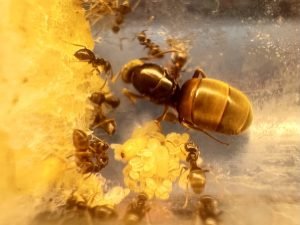 Lasius neoniger (1 queen, eggs)