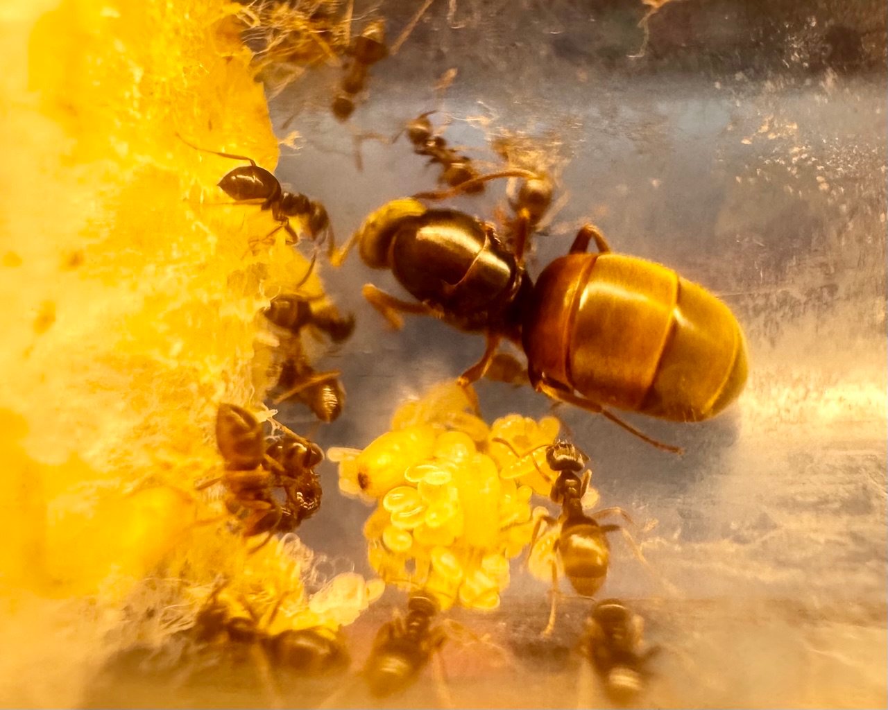 Lasius neoniger (1 queen, eggs)