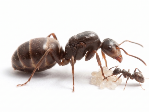 Lasius neoniger (queen, 30+ workers, eggs)