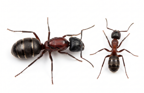 Camponotus novaeboracensis (queen, 0-5 workers, eggs)