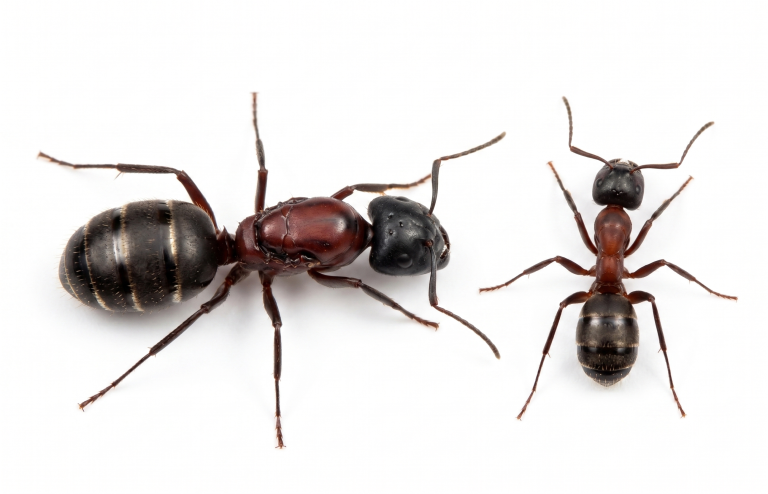 Camponotus novaeboracensis (queen, 0-5 workers, eggs)