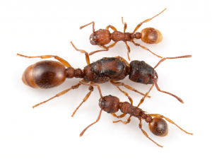 Myrmica rubra (queen, eggs)