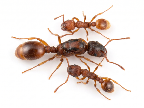 Myrmica rubra (queen, eggs)