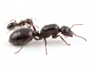Crematogaster cerasi (queen, 0-5 workers, eggs)