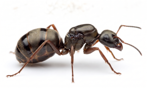 Formica subsericea (queen, brood)