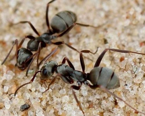 Formica fusca (1 queen, 2 workers, brood) - Image 5