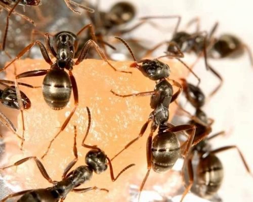 Formica fusca (1 queen, 2 workers, brood) - Image 6