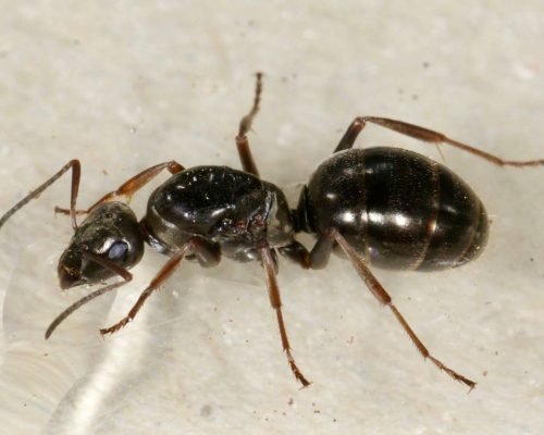 Formica fusca (1 queen, 2 workers, brood) - Image 4