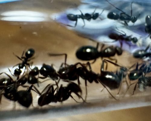 Formica fusca (1 queen, 2 workers, brood) - Image 2