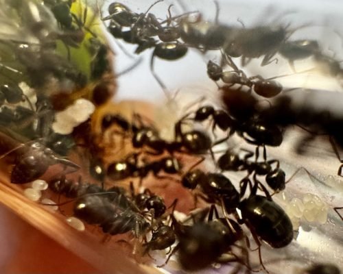Formica fusca (1 queen, 2 workers, brood)