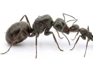 Formica serviformica (1 queen, 0-5 workers, brood)