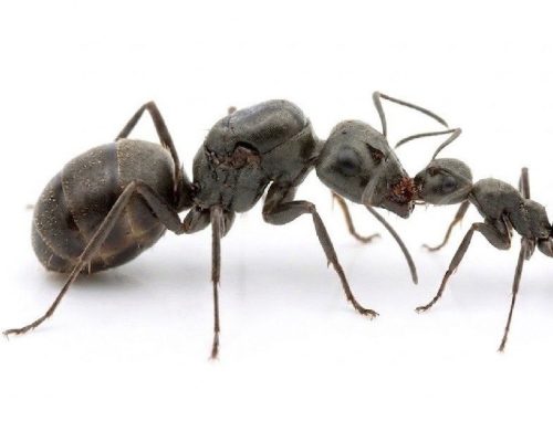 Formica serviformica (queen, 0-5 workers, brood)