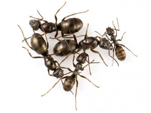 Formica fusca (queen, 0-5 workers, eggs)