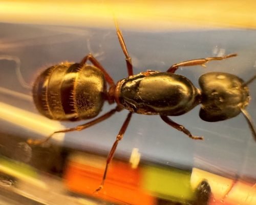 Camponotus herculeanus (1 queen 1-6 workers) - Image 7