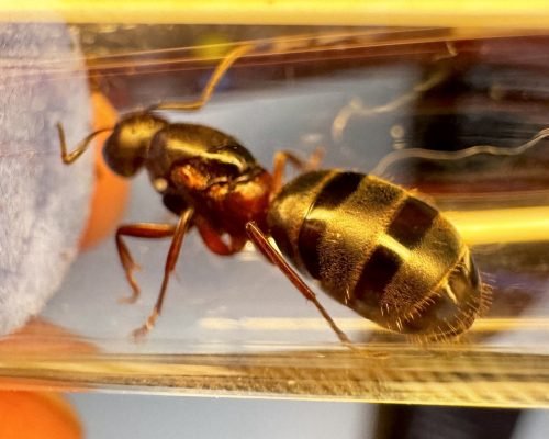 Camponotus herculeanus (1 queen 1-6 workers) - Image 6