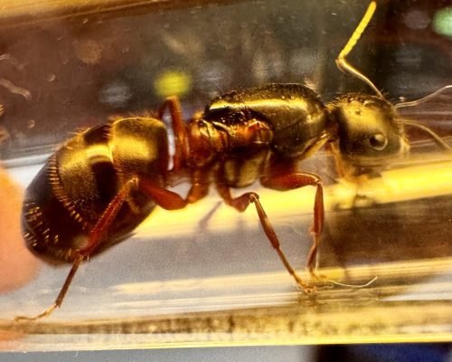 Camponotus herculeanus (1 queen 1-6 workers) - Image 5