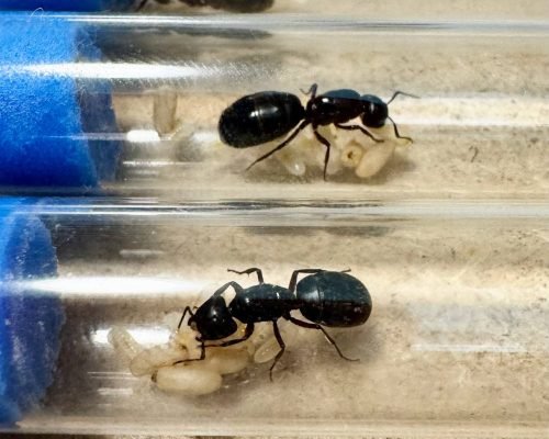Camponotus herculeanus (1 queen 1-6 workers) - Image 4