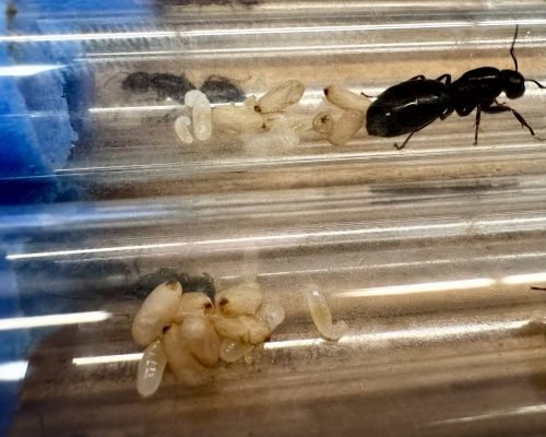 Camponotus herculeanus (1 queen 1-6 workers) - Image 3